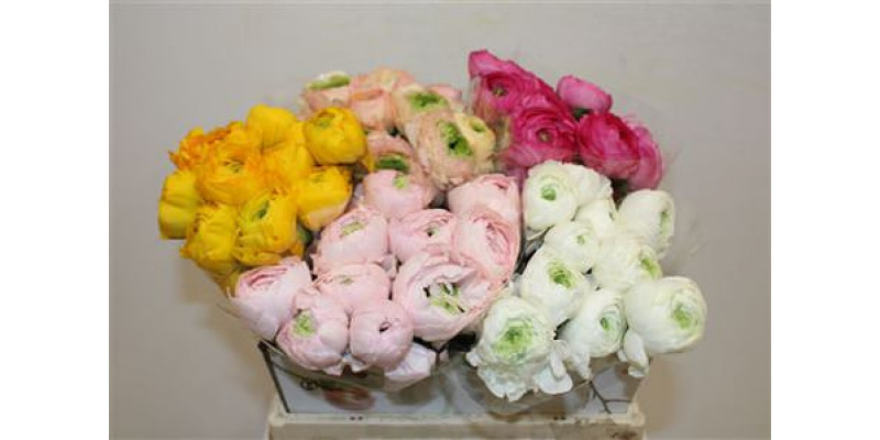 Ranunculus Cloni Ex Mix 40cm