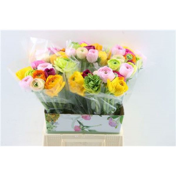 Ranunculus Cloni Ex Mix 45cm