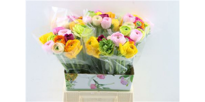 Ranunculus Cloni Ex Mix 45cm