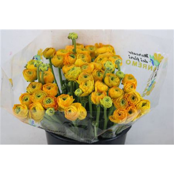 Ranunculus Cloni Ex Pareo 40cm