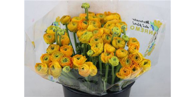 Ranunculus Cloni Ex Pareo 40cm