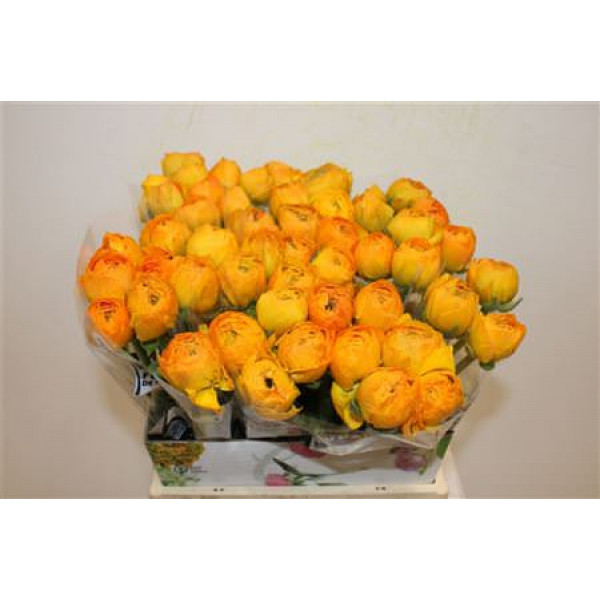 Ranunculus Cloni Ex Sunrise 45cm