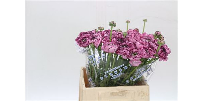 Ranunculus Clooney Cappuccino Extra 45cm A1