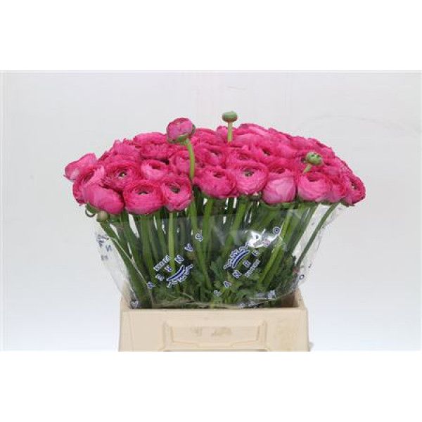 Ranunculus Clooney Bolero Extra 45cm A1