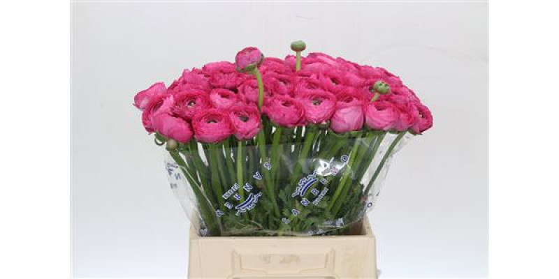 Ranunculus Clooney Bolero Extra 45cm A1