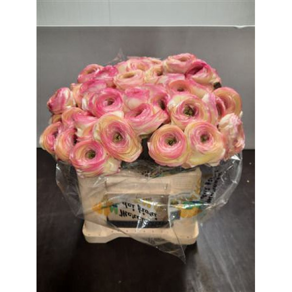 Ranunculus Su Stripe White Extra 45cm A1