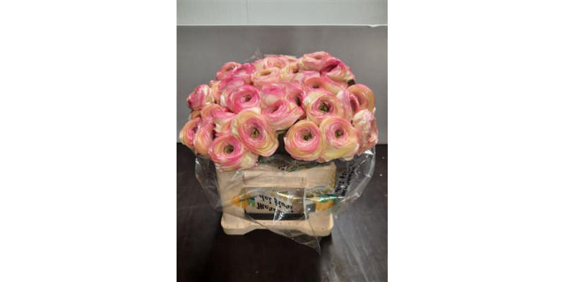 Ranunculus Su Stripe White Extra 45cm A1