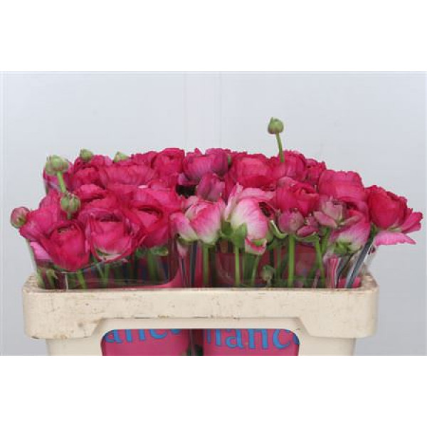 Ranunculus Romance Mercurey 50cm A1