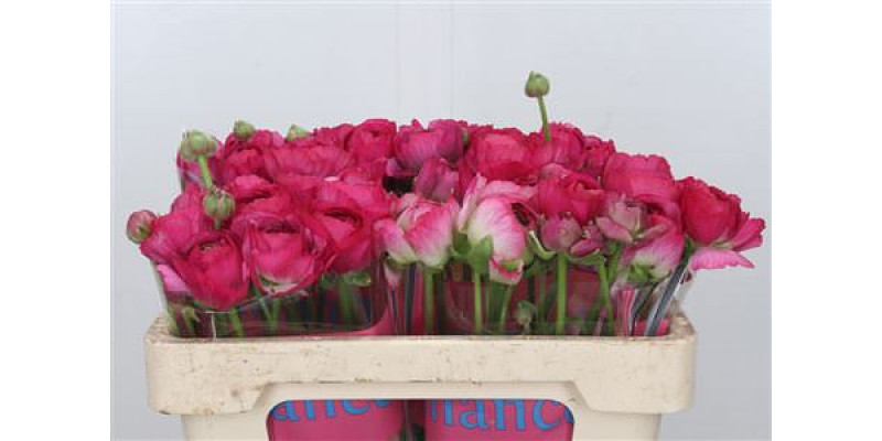 Ranunculus Romance Mercurey 50cm A1