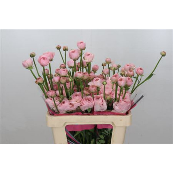 Ranunculus Romance Seine 50cm A1