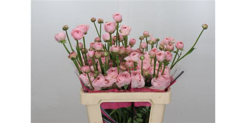 Ranunculus Romance Seine 50cm A1