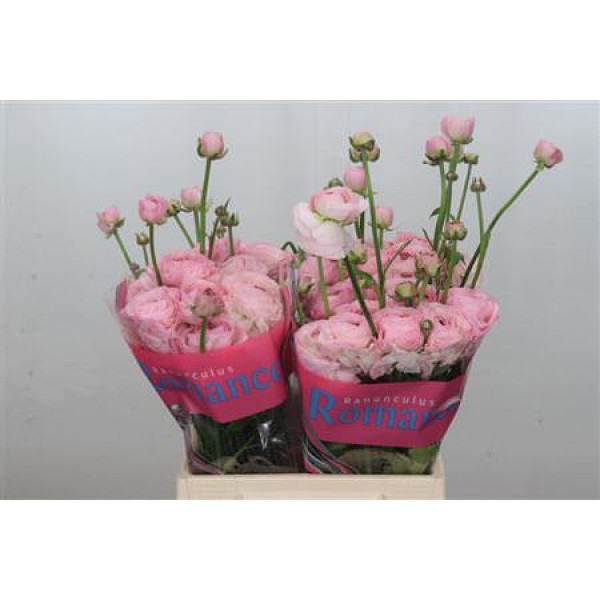 Ranunculus Romance Seine 40cm A1