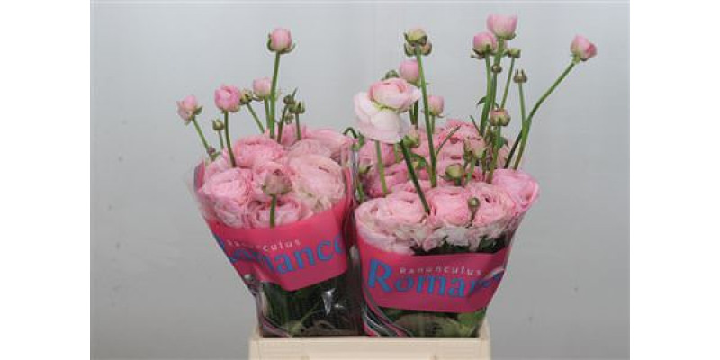 Ranunculus Romance Seine 40cm A1