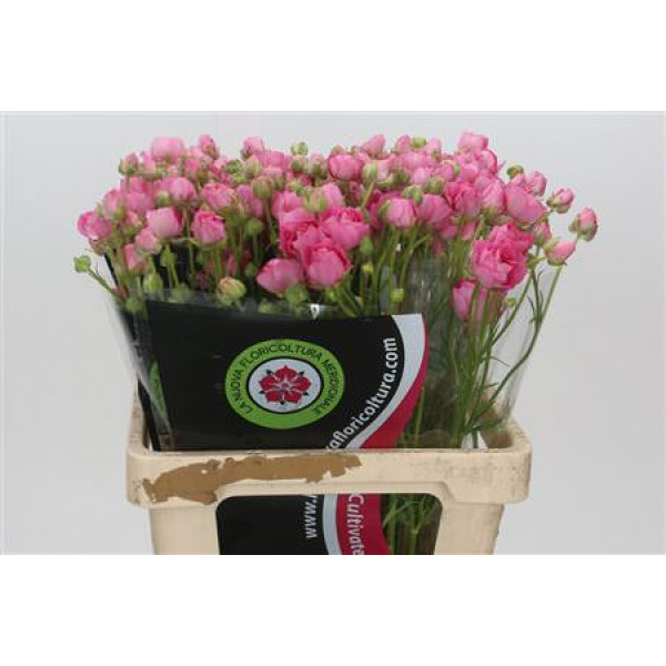 Ranunculus Moderna Dolce 60cm A1