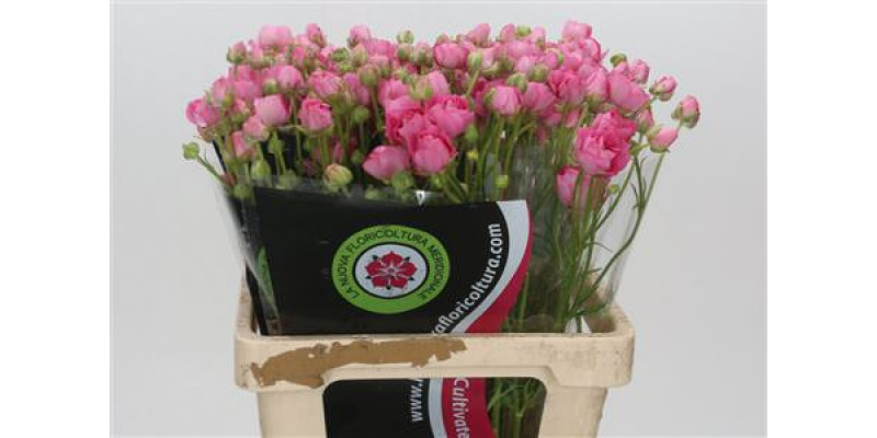 Ranunculus Moderna Dolce 60cm A1