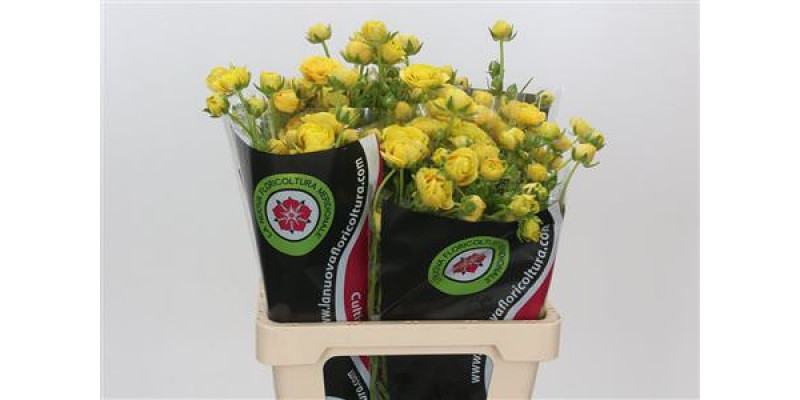 Ranunculus Moderna Miele 60cm A1