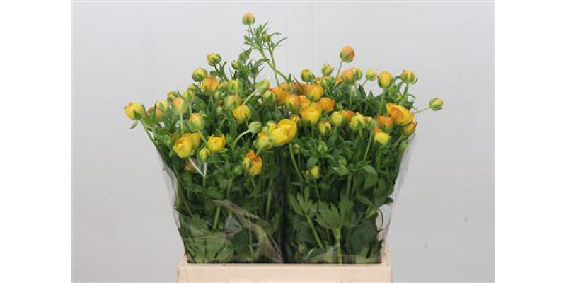 Ranunculus Butterfly Phosphorus 40cm A1