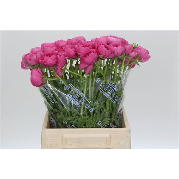 Ranunculus Clooney Bolero Extra 45cm A1