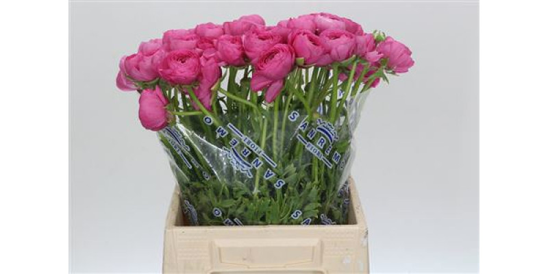 Ranunculus Clooney Bolero Extra 45cm A1