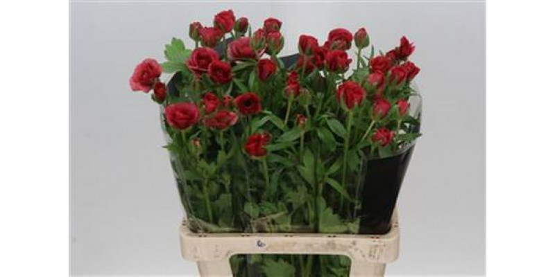 Ranunculus Moderna Allegria 60cm 0