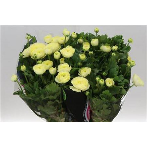 Ranunculus Moderna Limoncello 50cm 0