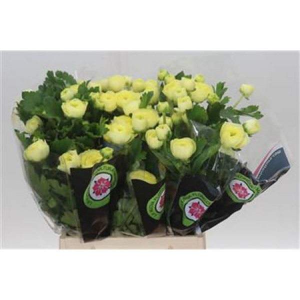 Ranunculus Moderna Limoncello 40cm 0