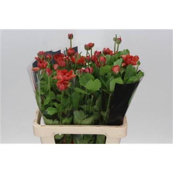 Ranunculus Moderna Red 60cm 0