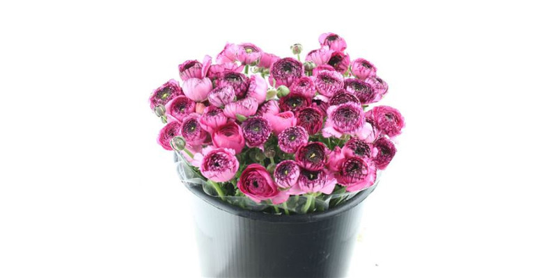 Ranunculus El Sr Cappuccino Pink Super 40 cm A1