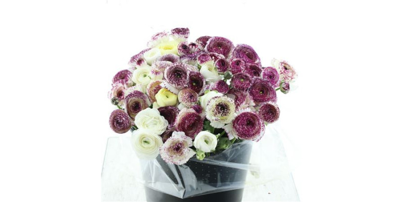 Ranunculus El Sr Cappuccino White Super 40 cm A1