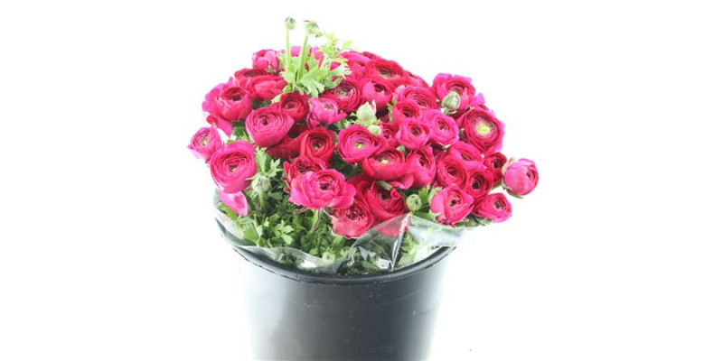 Ranunculus El Sr Cerise Super 40 cm A1