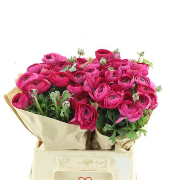 Ranunculus Su Cyclamen 5 Extra (fr) 40 cm A1
