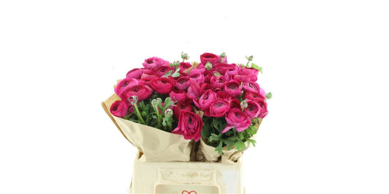 Ranunculus Su Cyclamen 5 Extra (fr) 40 cm A1