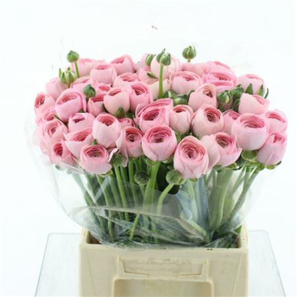 Ranunculus Su Hanoi Pink Extra (fr) 45 cm A1