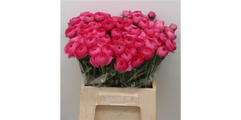 Ranunculus Su Sr Laser Hot Pink 1a 40 cm A1
