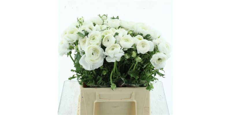Ranunculus Su Sr Polar White Extra 40 cm A1