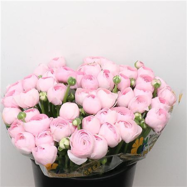 Ranunculus Su Sr Rosa 121 Super 40 cm A1
