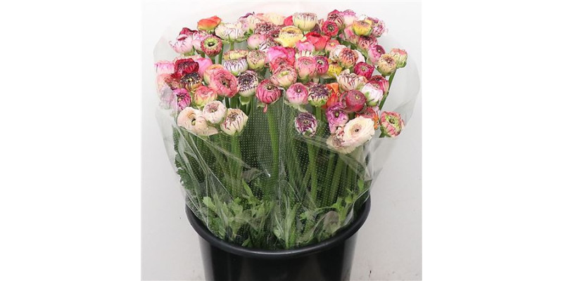 Ranunculus El Stripe Mix Extra (sal) 45 cm A1
