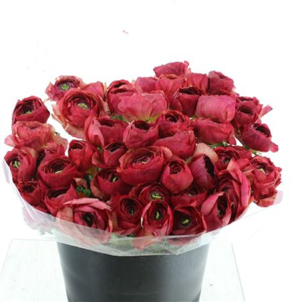 Ranunculus Clooney Borderaux 40 cm A1