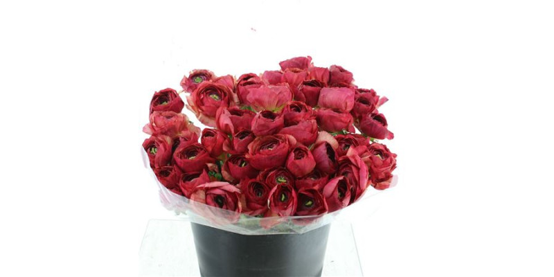 Ranunculus Clooney Borderaux 40 cm A1