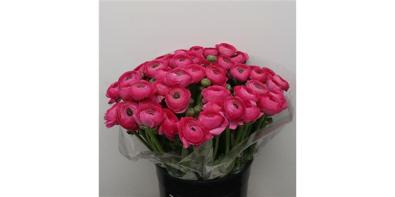 Ranunculus Clooney Cerise 40 cm A1