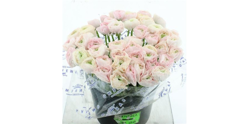 Ranunculus Clooney Madame 40 cm A1