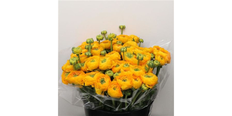 Ranunculus Clooney Pareo Dark Yellow 40 cm A1