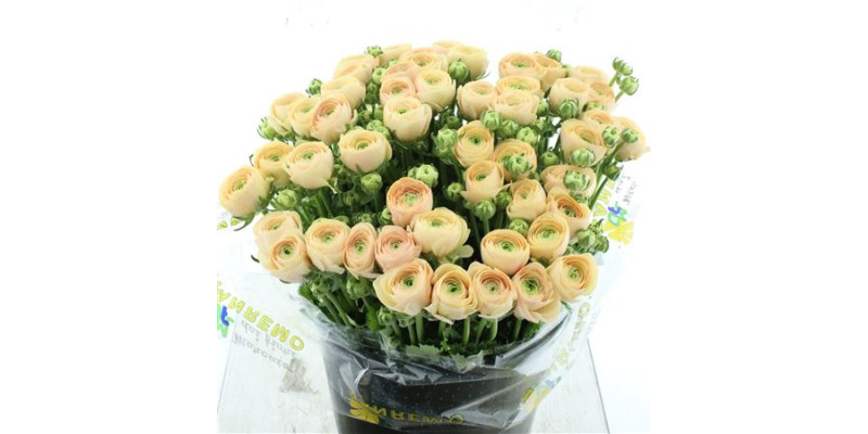 Ranunculus Clooney Bruce Peach Super 40 cm A1