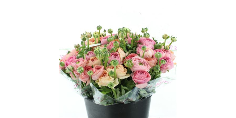 Ranunculus Clooney Tropico Salmon 40 cm A1