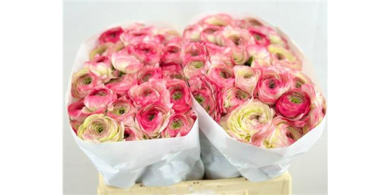 Ranunculus Clooney Felicitade 45 cm A1