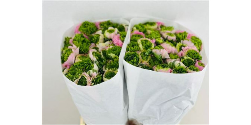 Ranunculus Clooney Festival Pink 45 cm A1