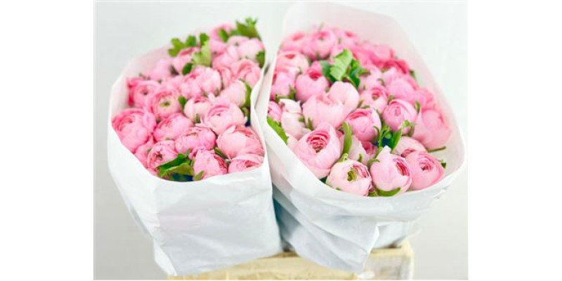 Ranunculus Clooney Lady 45 cm A1