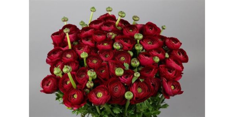 Ranunculus Clooney Passion 45 cm A1