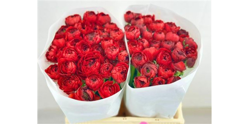Ranunculus Clooney Red 45 cm A1