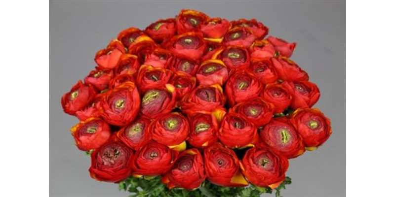 Ranunculus Clooney Tropico 45 cm A1